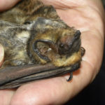 Wind farms killing more bats than expected